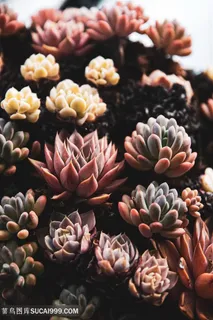 美丽多肉植物图片