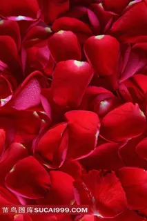 红色玫瑰花瓣图片
