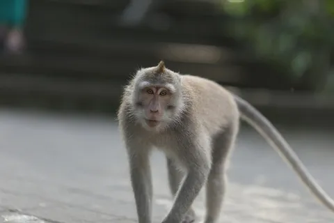 长尾巴小猴子图片