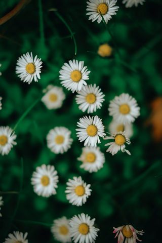 白色纯洁雏菊摄影素材