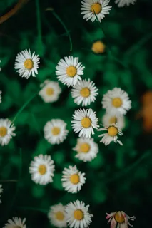 白色纯洁雏菊摄影素材 白色纯洁雏菊摄影素材