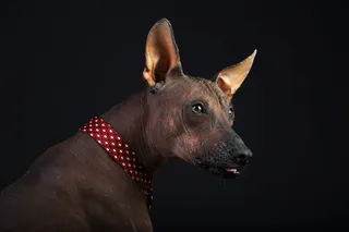 高清宠物狗狗摄影图片