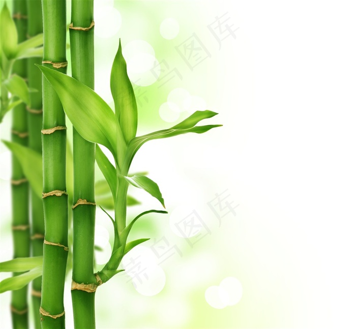 高清竹子图片