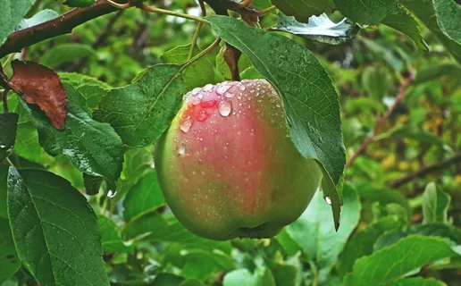 苹果树苹果特写图片 苹果树苹果特写图片