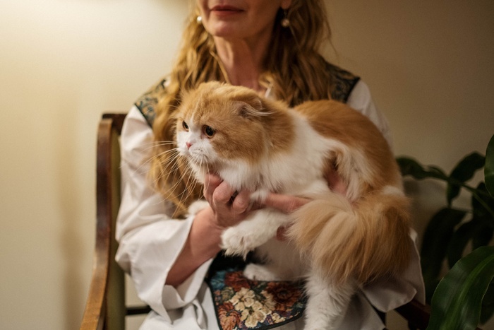 可爱猫咪猫猫摄影素材