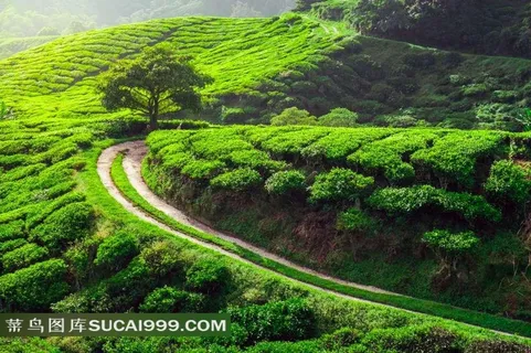 茶园中的小路田园风光