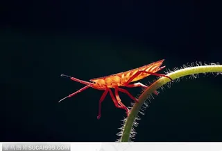 蝗虫（红色的）