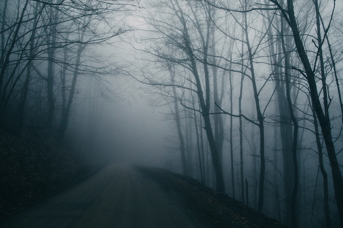 浓雾弥漫的树林图片