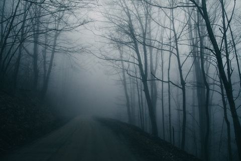 浓雾弥漫的树林图片