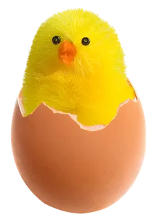 小鸡破壳鸡蛋