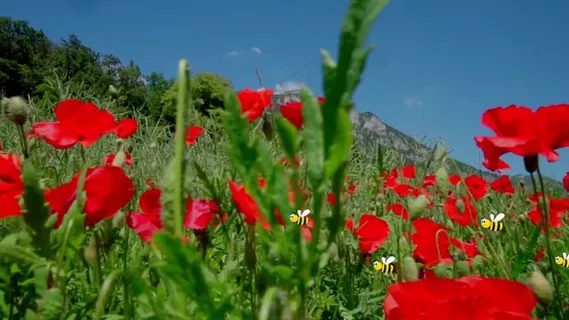 罂粟, 蜜蜂, 夏天, 草地, 花朵, 自然, 红色的