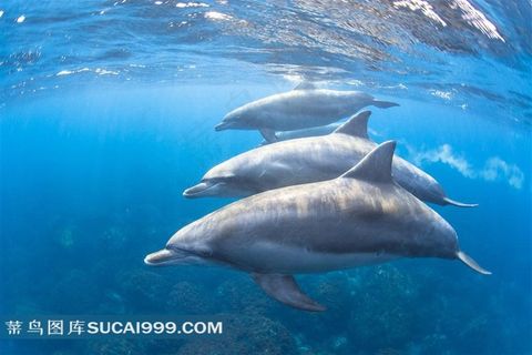 海豚的优美舞蹈