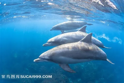 海豚的优美舞蹈