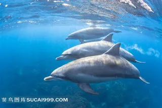 海豚的优美舞蹈