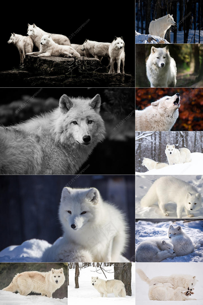 64张白狼白狐图片集合
