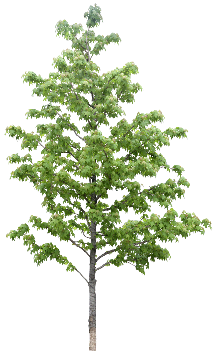 高清树木素材 免抠PSD植物素材 美术绘画园林贴图 树草灌木花草