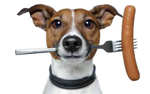 可爱搞怪狗狗杰克拉西尔梗犬摄影图