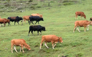 草场风景图片-第2张