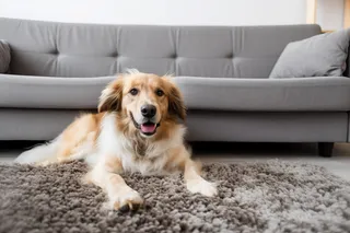 一只可爱的宠物狗趴着客厅毛毯上摄影图