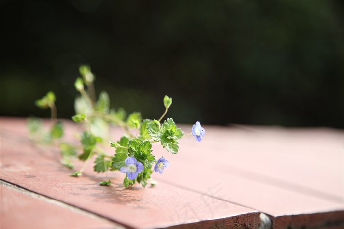 清新小花静物