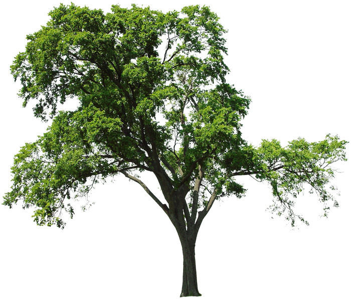 高清树木素材 免抠PSD植物素材 美术绘画园林贴图 树草灌木花草