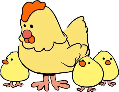 鸡 母鸡 可爱的 家庭 动物 