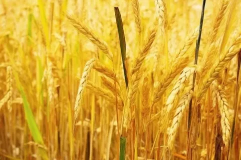 秋季小麦麦穗丰收背景