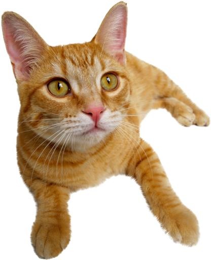 下蛋猫 PNG 姜黄色免抠