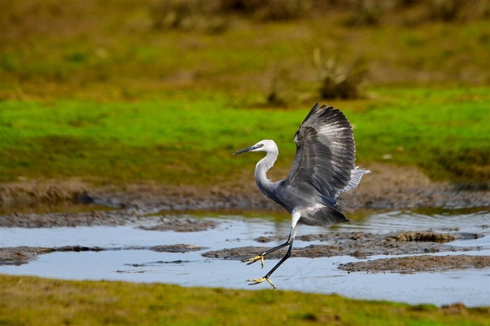 灰色的白鹭素材图片