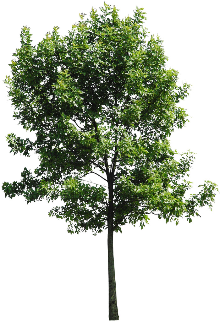 高清树木素材 免抠PSD植物素材 美术绘画园林贴图 树草灌木花草psd模版下载