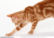 可爱猫咪-抓东西的小猫