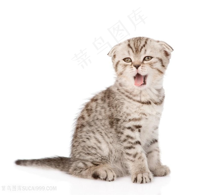 吐舌萌猫咪图片