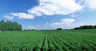 蓝天白云下的农田