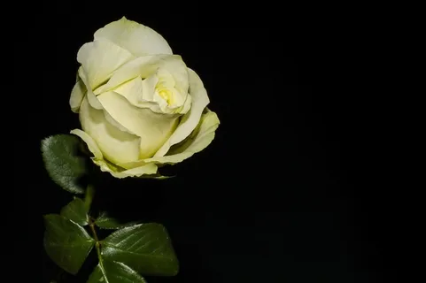 清纯白玫瑰花 清纯白玫瑰花
