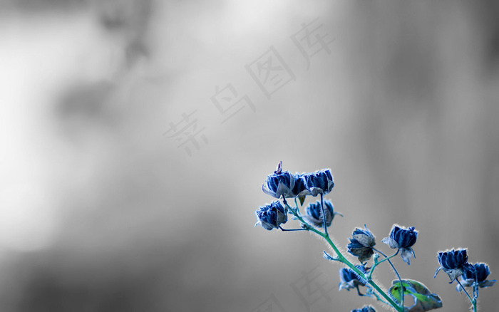 高清非主流花朵图片