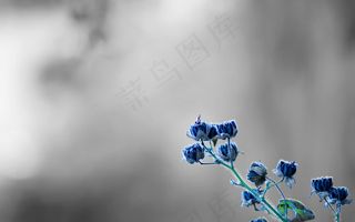 高清非主流花朵图片