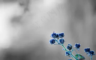 高清非主流花朵图片