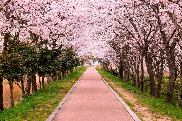 地面上的樱花