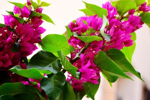 三角梅灿烂花朵图片 三角梅灿烂花朵图片