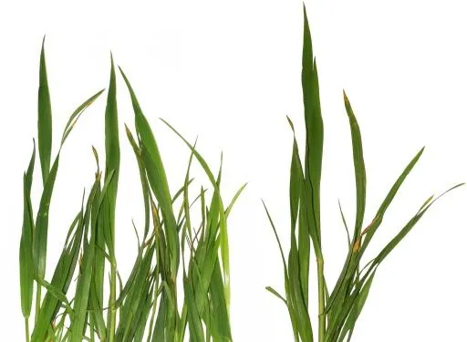 草 PNG免抠(4363x3201)