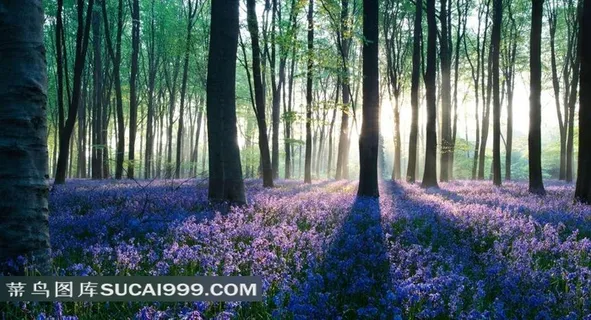 晨光花海高清图 晨光花海高清图