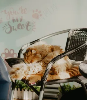 长毛波斯猫睡觉图片 长毛波斯猫睡觉图片