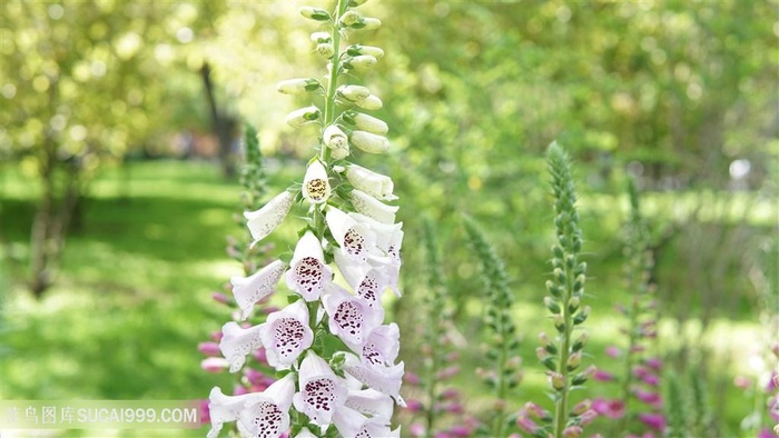 公园白色毛地黄