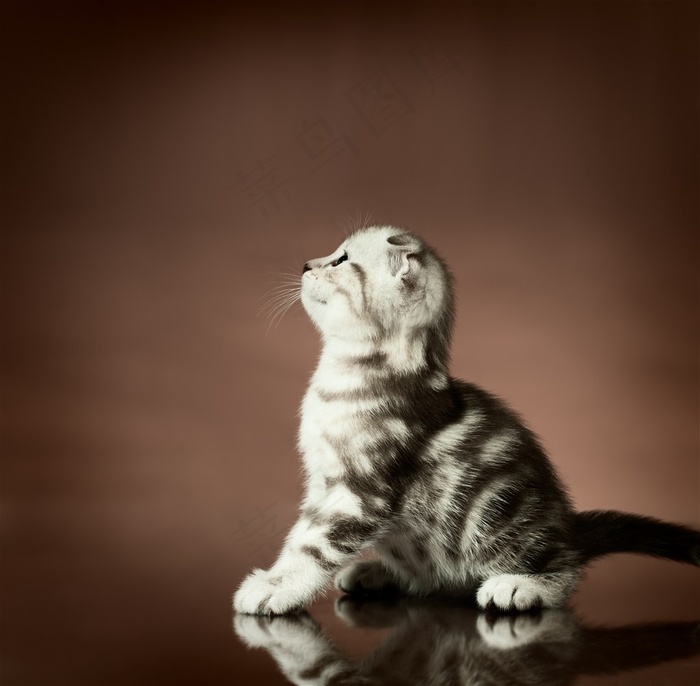 向上看的小猫