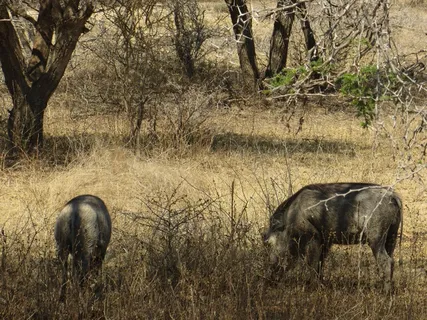 猪动物家畜畜生养猪农村牧场养殖黑猪