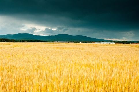 高清雷雨季麦田田园风光图片