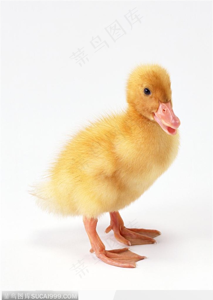 动物表情-小鸭子侧面家禽家畜