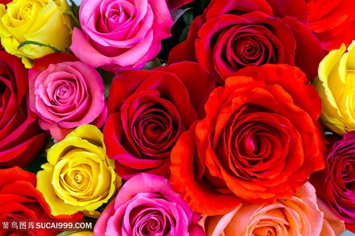 高清唯美多色玫瑰花图片