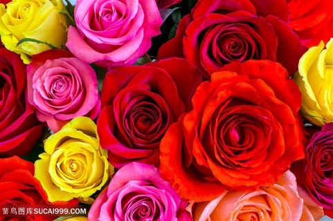 高清唯美多色玫瑰花图片
