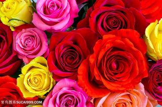 高清唯美多色玫瑰花图片